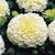 Marigold Marvel Vanilla (Garden Ready)