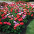 Geranium Horizon Mix (Garden Ready)