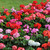 Geranium Horizon Mix (Garden Ready)