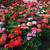 Geranium Horizon Mix (Garden Ready)
