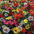 Zinnia Zahara Mix