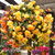 Begonia Apricot Shades (10inch Plastic Basket)