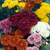 Chrysanthemum Earlier season Spray Collection
