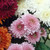 Chrysanthemum Earlier season Spray Collection