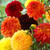 Dahlia Complete Blend Collection