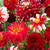 Dahlia Complete Blend Collection
