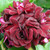 Geranium Double Trailing Sybil Collection