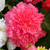 Begonia Fancy Frills Collection