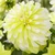 Dahlia Decorative Collection C