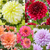Dahlia Decorative Collection C