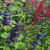 Salvia Large Flowered Collection