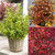 Coprosma Collection A