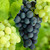 Vitis Seedless Collection