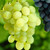 Vitis Seedless Collection