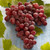 Vitis Seedless Collection
