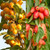 Crab Apple Collection