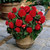Begonia 'Non Stop Bedding' Collection