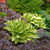 Hosta Popular Collection