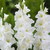 Gladioli Larger Flowered Collection