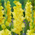 Gladioli Large Flowered Collection