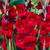 Gladioli Large Flowered Collection