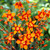 Crocosmia Large Flowering Collection
