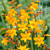 Crocosmia Large Flowering Collection
