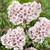 Kalmia latifolia Collection