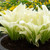 Hosta Designer Collection