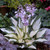 Hosta Designer Collection