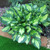 Hosta Designer Collection