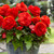 Begonia Superba Collection