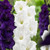 Gladioli Large Flower Collection 3