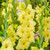 Gladioli Large Flower Collection 3