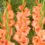Gladioli Large Flower Collection 3