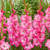 Gladioli Large Flower Collection 2