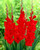 Gladioli Large Flower Collection 2