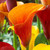 Zantedeschia Collection (B)