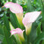 Zantedeschia Collection (B)