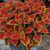 Coleus RHS award Winning Collection