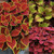 Coleus RHS award Winning Collection