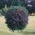 Calibrachoa Million Bells Collection (Pack 12/Pack 24)