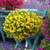 Calibrachoa Million Bells Collection (Pack 12/Pack 24)