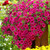 Calibrachoa Million Bells Collection (Pack 12/Pack 24)