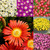 Delosperma Suntropics Collection