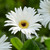 Gerbera Garvinea Sweet Collection