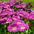 Gerbera Garvinea Sweet Collection