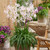 Nerine Collection