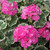 Geranium Foliage Collection (Zonal)