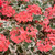 Geranium Foliage Collection (Zonal)